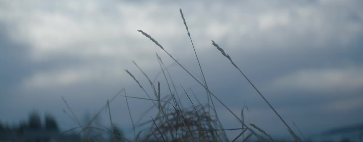 A peaceful close-up of still blades of dry grass under a soft, overcast sky