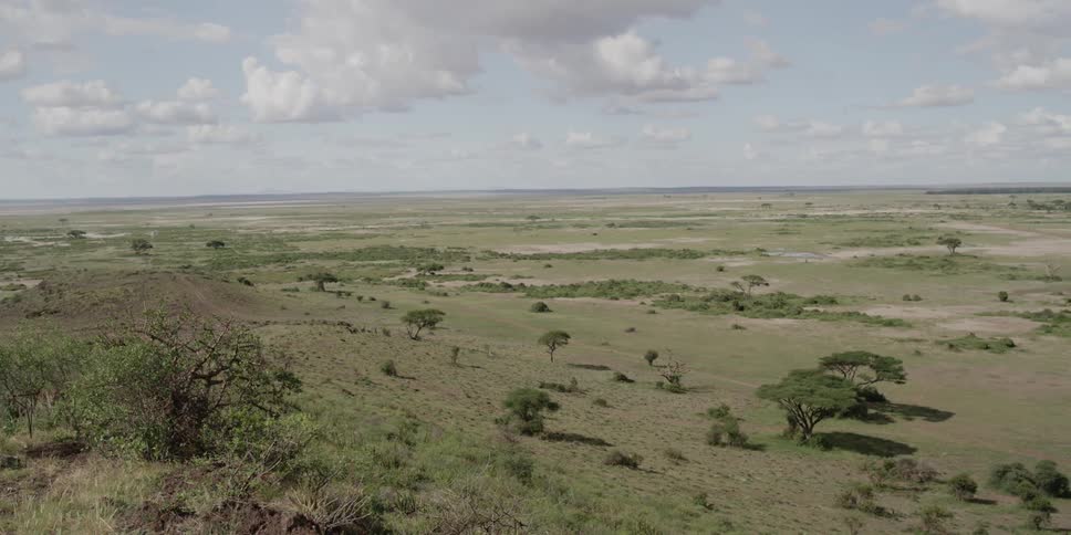 Aerial view of a savannah