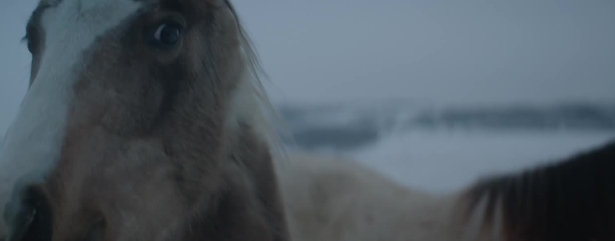 A stunning close-up of a pinto horse's eye as it stands in a cold and snowy winter landscape