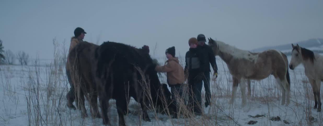 A caring family of farmers gathers around to tend to a newborn calf and its mother in a snowy field on a cold winter day
