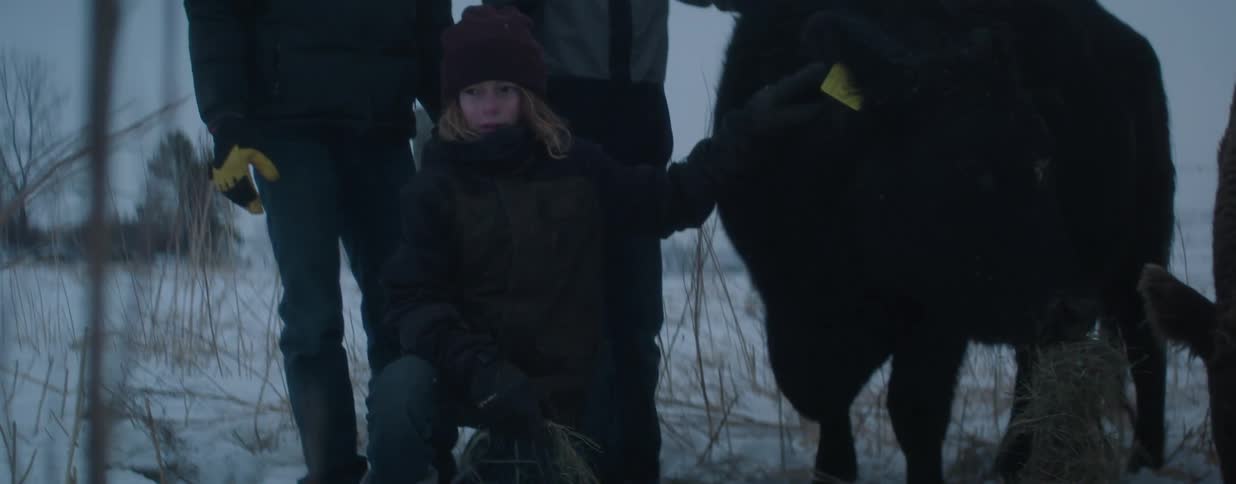A child dressed for winter kneels in the snow to feed hay to a large black cow and gently pets its head