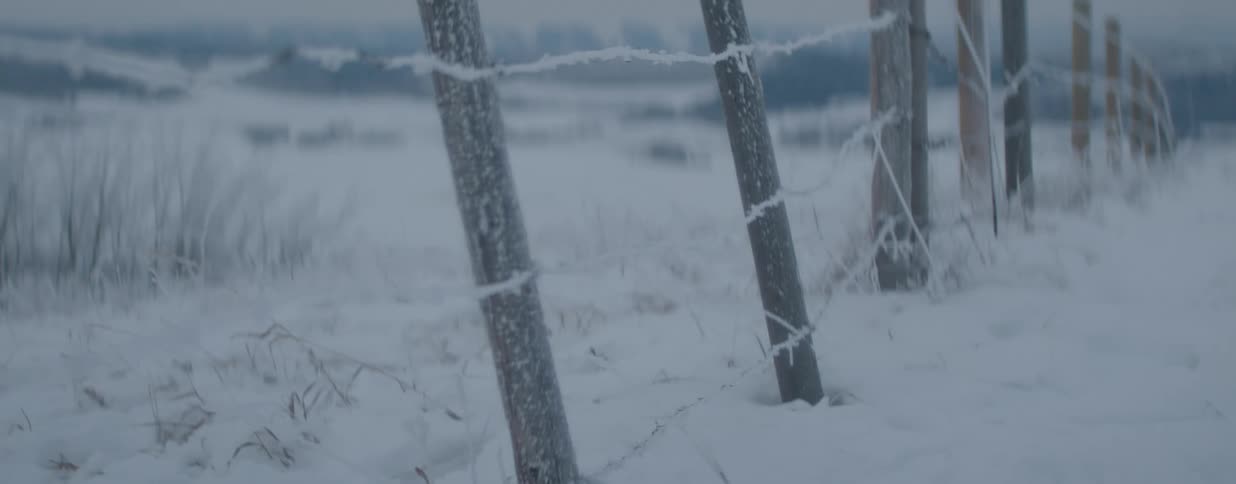 A quiet and cold winter scene of a frost-covered barbed wire fence standing in a snowy field