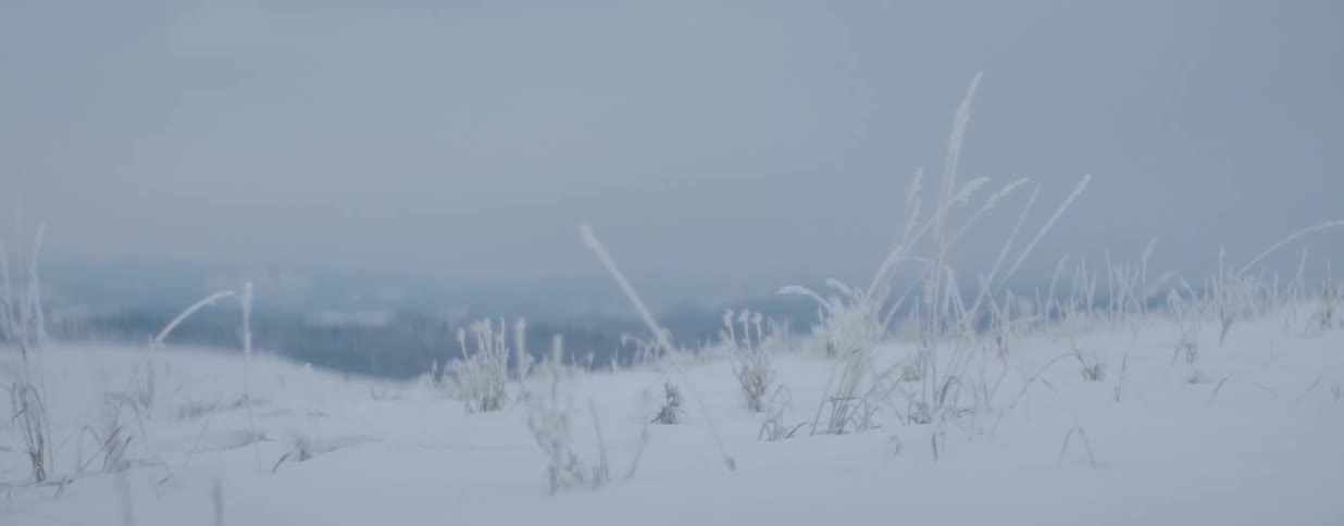 A quiet, static shot of delicate, frost-covered grass sticking out of the snow on a cold and hazy winter day
