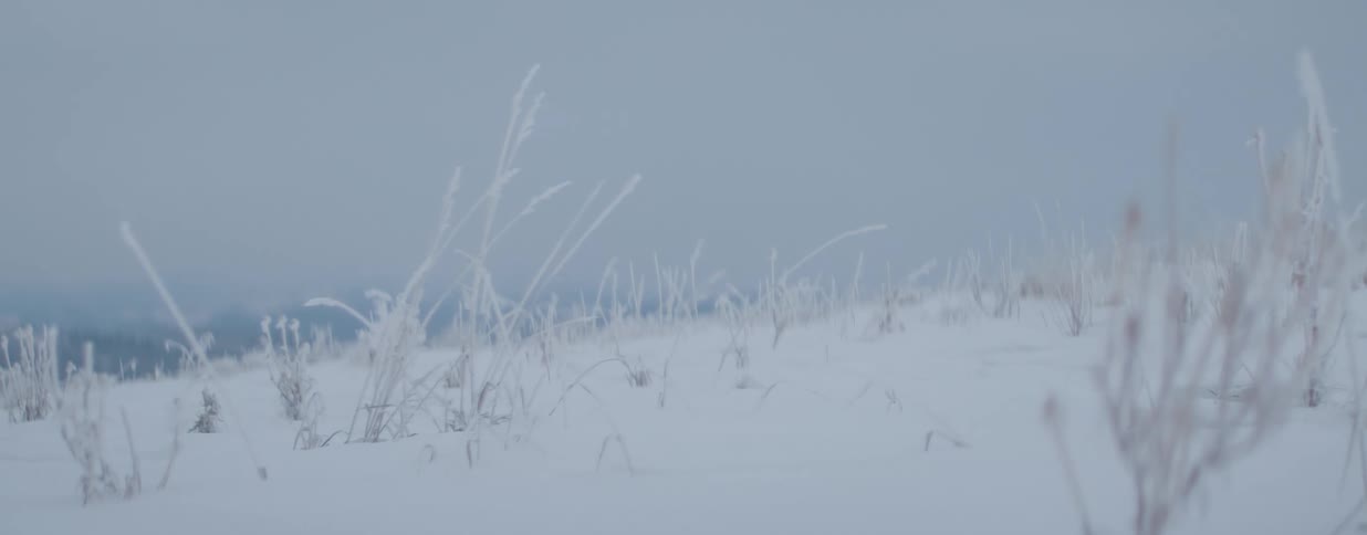 Frost-covered blades of grass poke through a deep layer of snow on a cold and bleak winter day