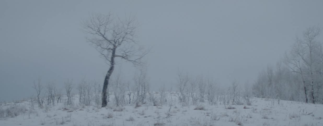 A desolate winter scene shows a single tree and frosted bushes in a snow-covered landscape during a blizzard