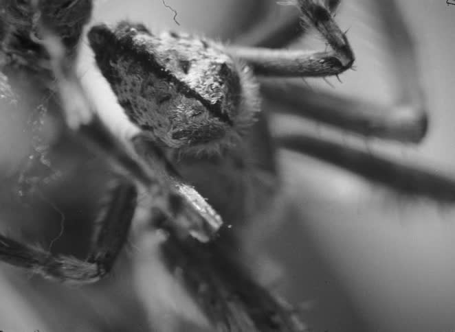 Eerie black and white macro footage reveals the intricate details of a spider's exoskeleton hanging from a branch