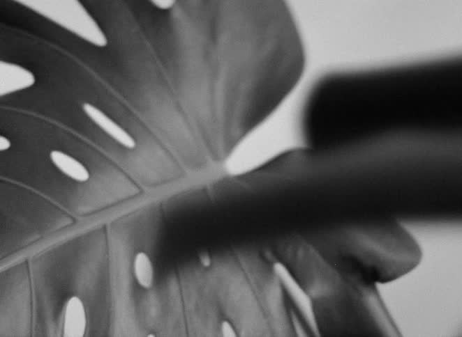 A dreamy black and white macro shot slowly focuses on the intricate details of a Monstera Deliciosa leaf