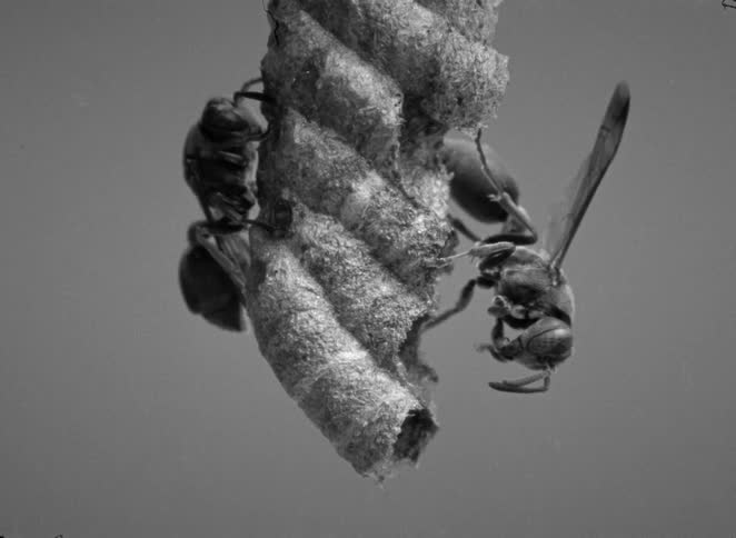 Two paper wasps work diligently on their hive in this archival black and white macro shot