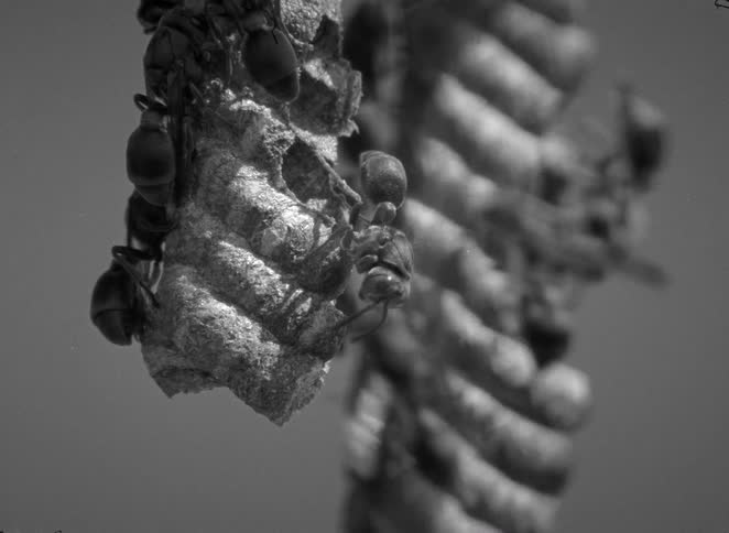 A macro, black and white archival shot shows wasps crawling over their intricately built nest