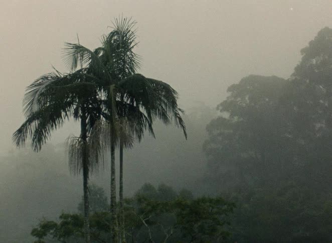 Archival footage of a palm tree in a dense jungle during a heavy downpour and fog