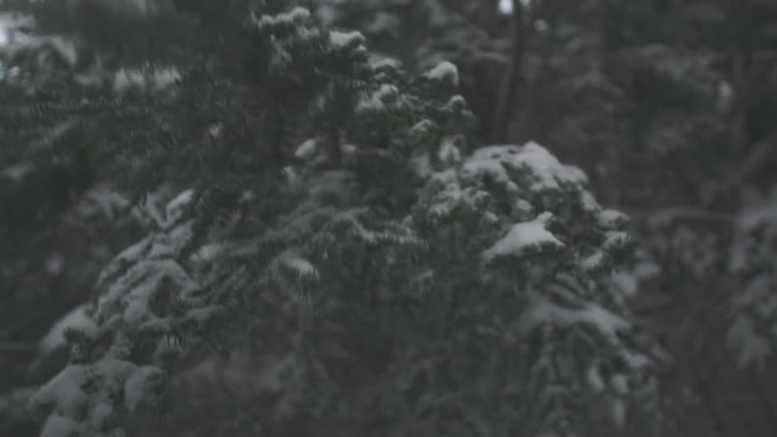 A blizzard of snow falls from evergreen tree branches in an extreme slow-motion winter scene