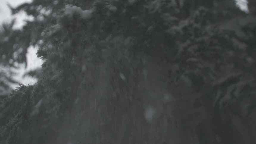 A burst of snow falls from a dark evergreen tree branch in dramatic slow motion during a heavy snowfall