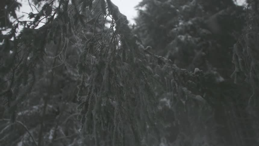 Heavy snow falls from an evergreen tree branch during a blizzard in a dark forest