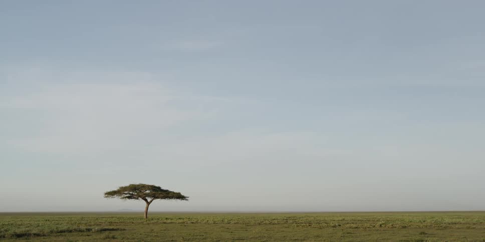 Wide view of an empty savanna on a clear day