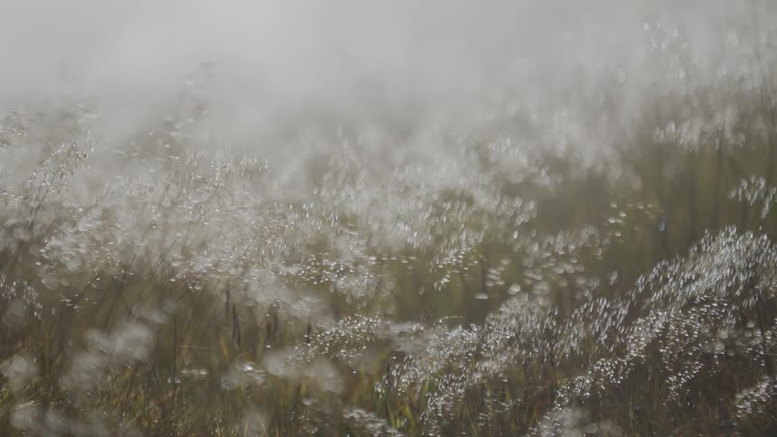 A dreamy close-up of wild grass covered in glistening dew sways gently in a thick morning fog