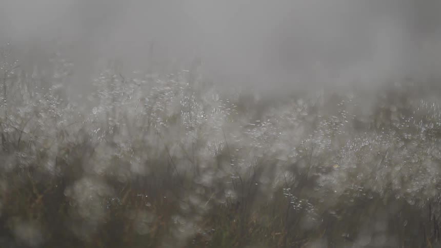 A dreamy, soft-focus view of wet grass sparkling with dew as steam and fog roll gently across the field