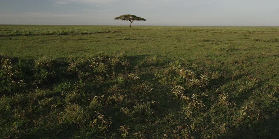 Lone tree standing in the savanna