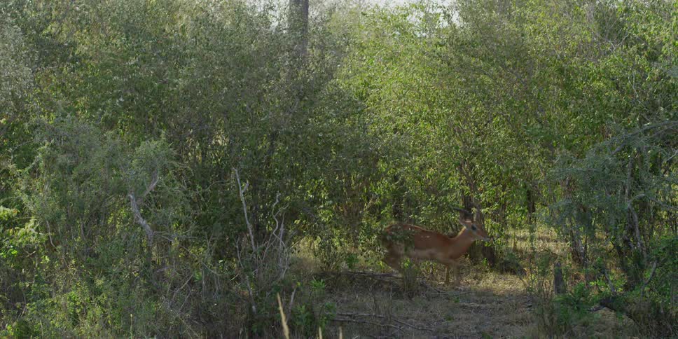 A startled antelope runs from a cheetah