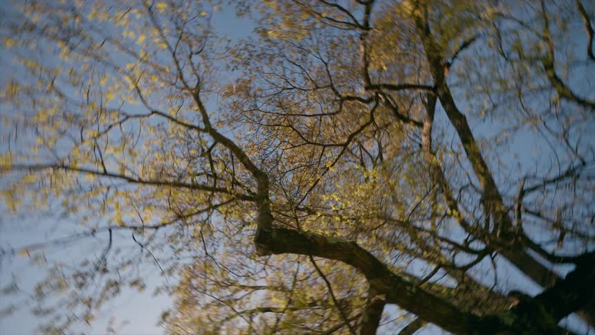 A dizzying low-angle rotational view of sunlit spring tree canopies against a clear blue sky