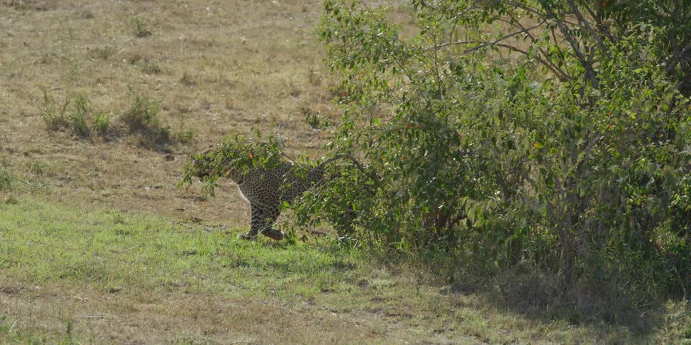 Leopard emerging from behind a bush