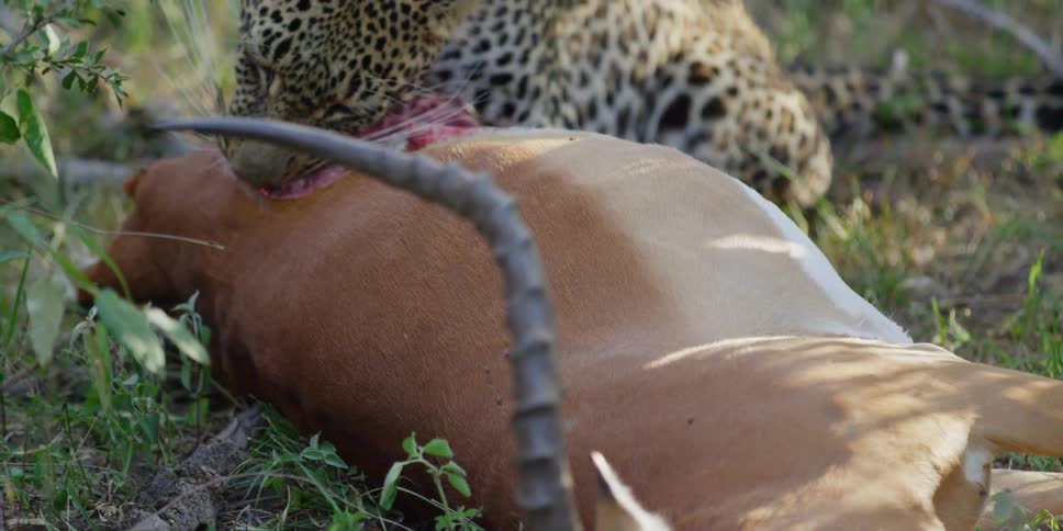 Close up of leopard eating its kill