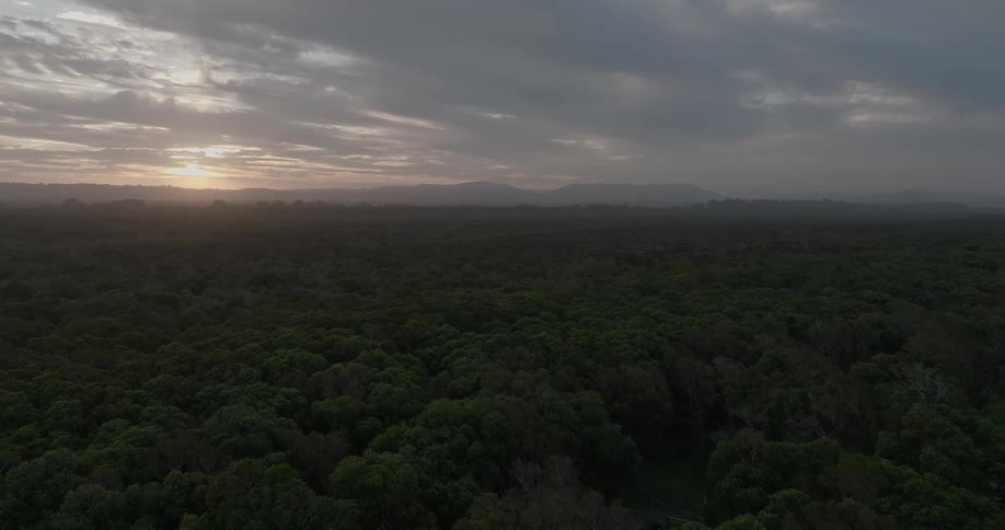 A serene yet moody aerial view captures a vast, dense forest under a cloudy sky during sunrise