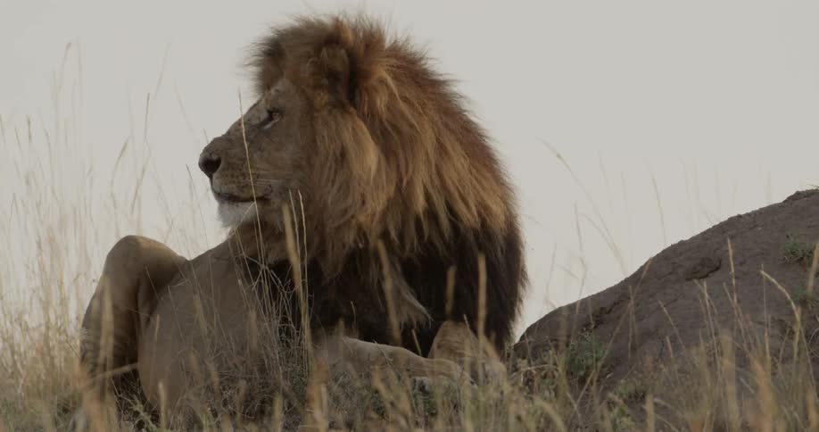 Lion laying in a grassy area
