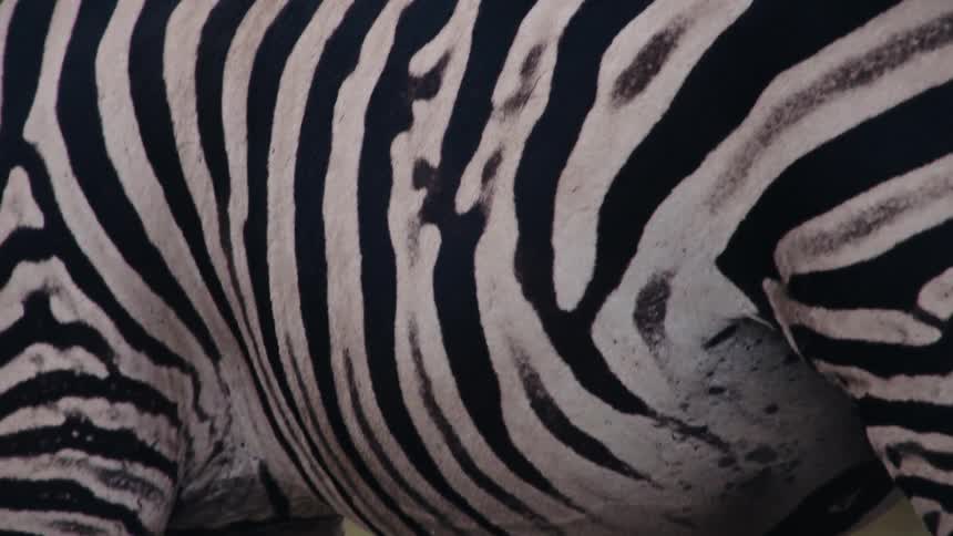 A close-up shot focuses on the black and white stripes of a zebra's hide as it breathes