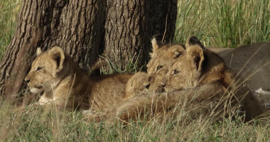 Three lion cubs lying near a tree
