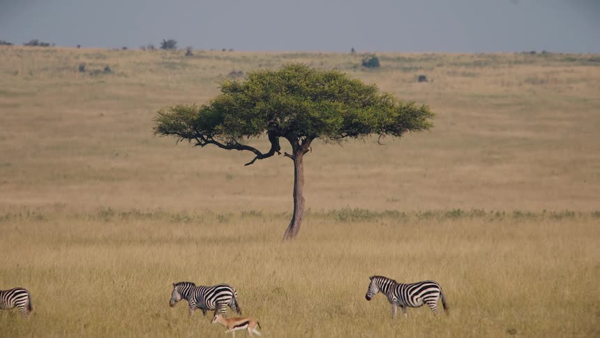 A herd of zebras and a young gazelle slowly wander across the vast African savanna with a lone acacia tree in the background