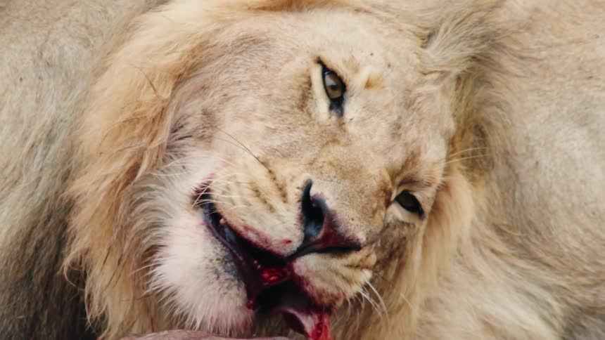 Graphic slow-motion close-up of a majestic male lion with a bloody mouth tearing flesh from a fresh kill