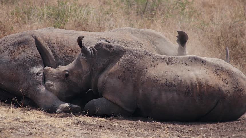 A large rhinoceros carefully and slowly lies down in the dirt to rest beside its companion in the dry savanna
