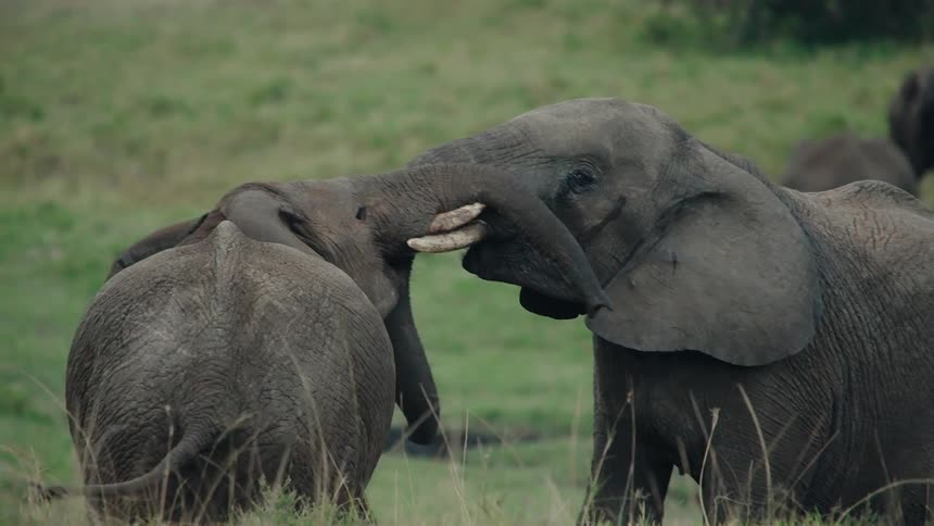 A heartwarming slow motion clip shows two young elephants gently playing and interacting in the wild