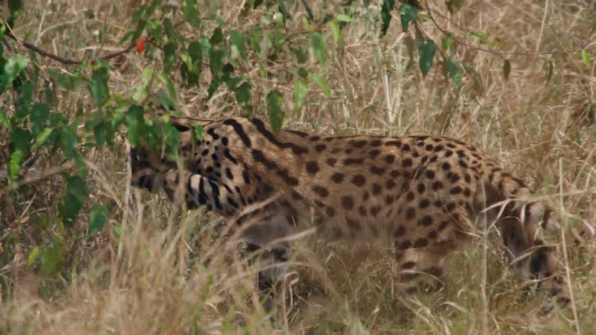 A sleek Serval cat on the prowl moves carefully through tall savanna grasses in slow motion