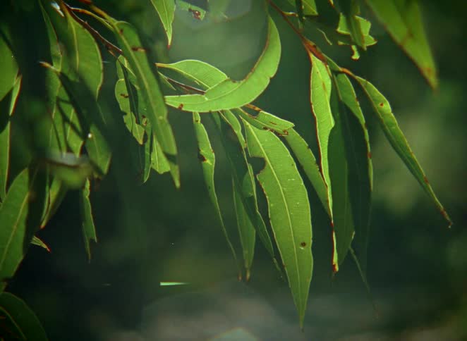 Sunlight shines through the backlit green leaves of a eucalyptus tree on a peaceful day