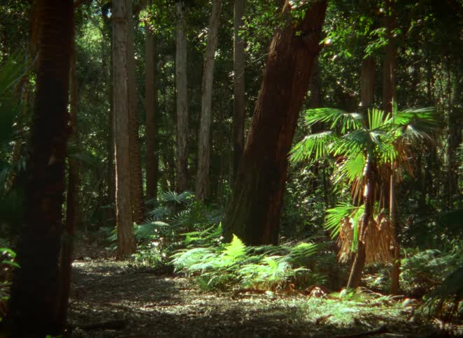 Dappled sunlight illuminates green ferns on the floor of a lush, tranquil forest