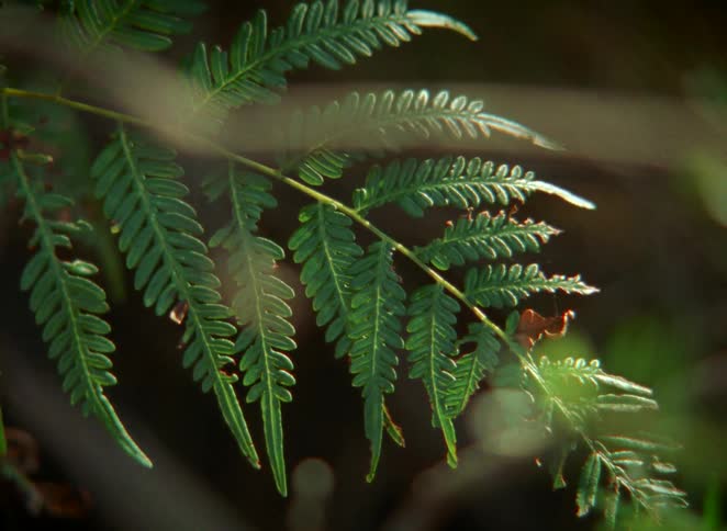 Sunlight filters through the forest canopy to illuminate a delicate green fern frond