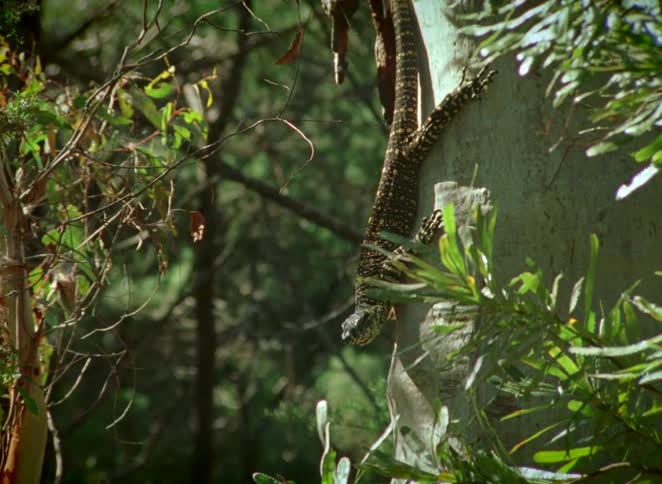 A spotted monitor lizard clings vertically to a tree trunk in a lush green forest, flicking its tongue