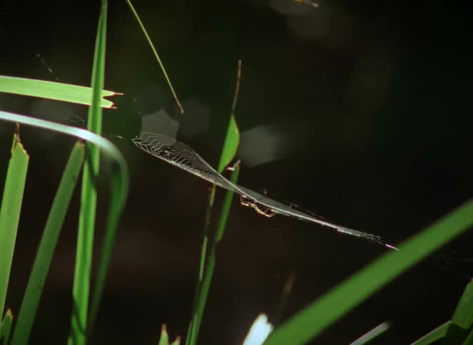 A small spider waits patiently on its intricate web suspended between blades of tall green grass