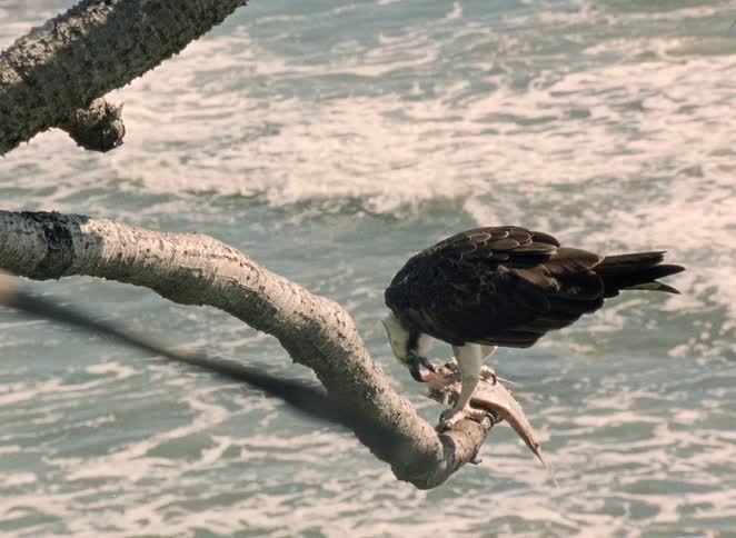 An osprey perched on a tree branch eats a fish as ocean waves roll in the background in this vintage 8mm footage