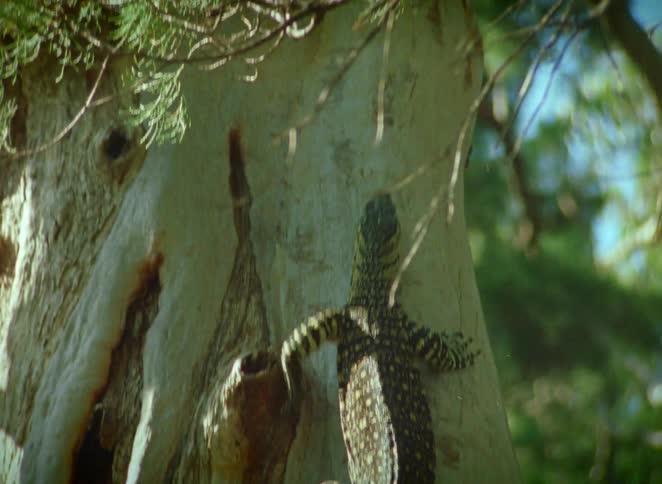 A large goanna monitor lizard climbs a tall eucalyptus tree in a forest, flicking its forked tongue to sense its surroundings