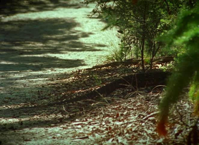 A large Australian goanna monitor lizard slowly walks across a sandy path and into the shady bush