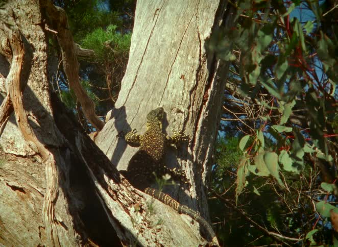 A spotted Goanna monitor lizard clings motionless to the side of a large tree trunk in the Australian bush