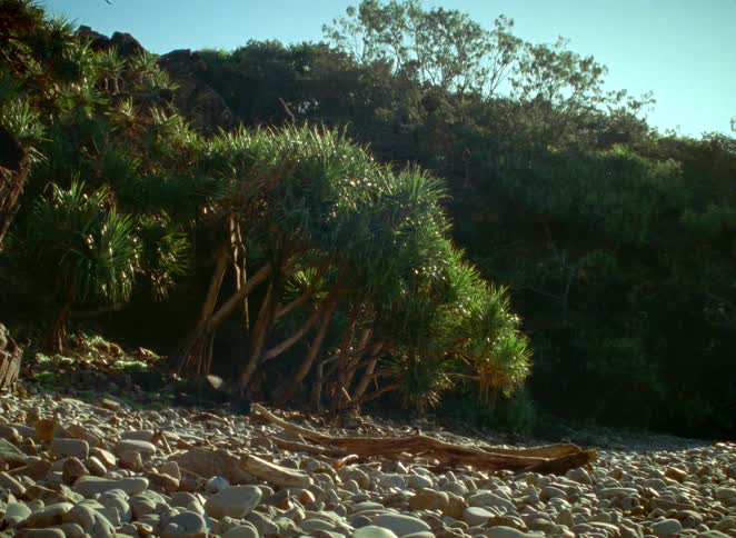 Sunlight illuminates a cluster of pandanus trees growing on a pebbled beach next to a densely vegetated hill