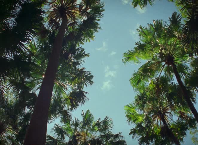Looking up through a canopy of lush, green palm trees towards a beautiful clear blue sky