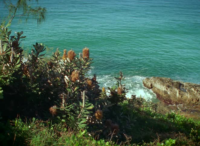 Lush green plants grow on a coastal cliff overlooking the gentle waves of the turquoise ocean
