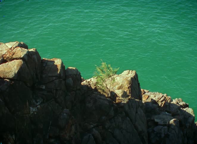 A high angle view shows a solitary tree growing on a rugged cliff overlooking the vibrant green ocean