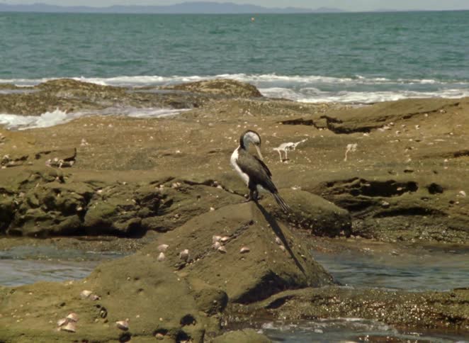 A Little Pied Cormorant stands on a rock on the coast as ocean waves crash in the background