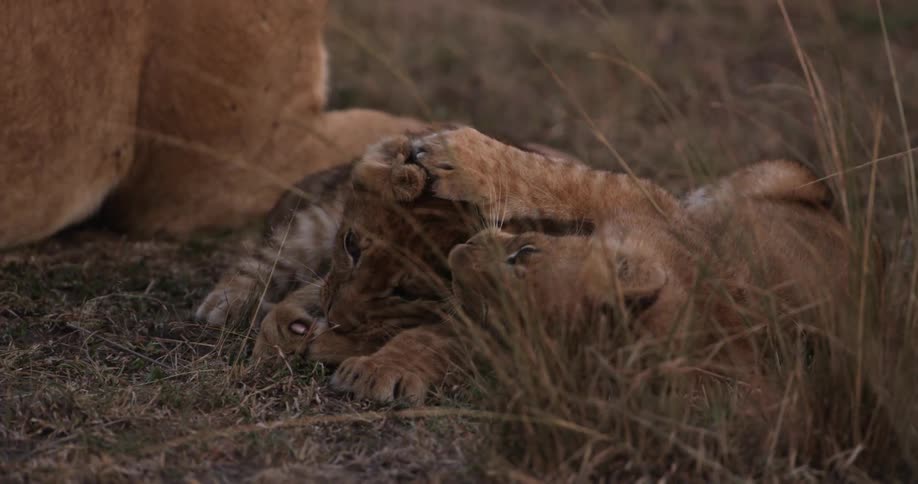 Two baby lions play fight next to their parent