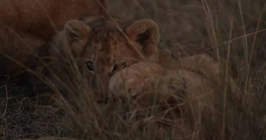 Lion cubs playing and wrestling in the grass